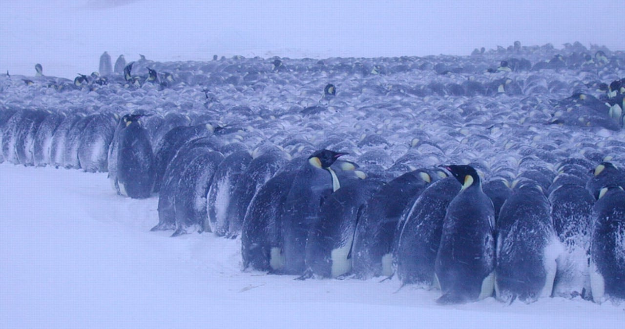 A colony of emperor penguins huddling in a snowstorm