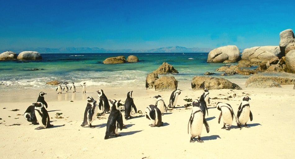 An image of penguins roaming around the coast of an island