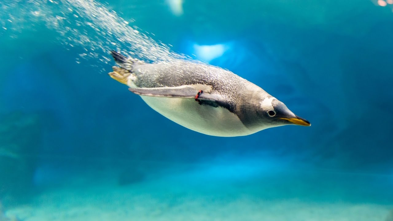 An image of a penguin swimming