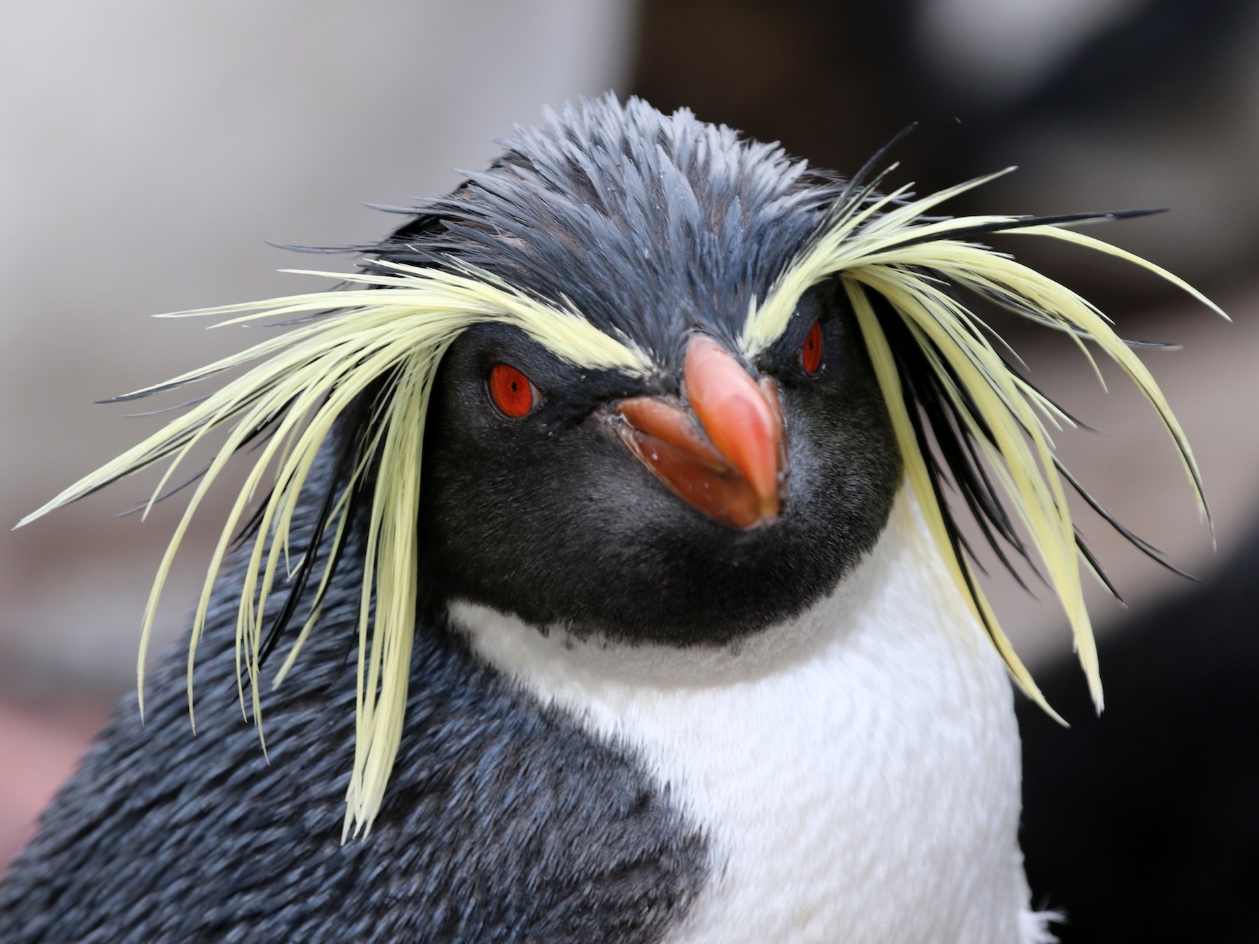 Northern-Rockhopper Penguin