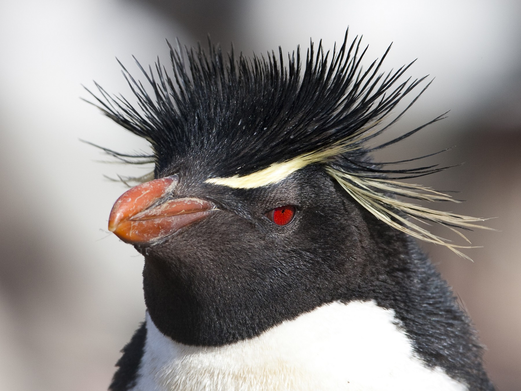 Southern-Rockhopper Penguin
